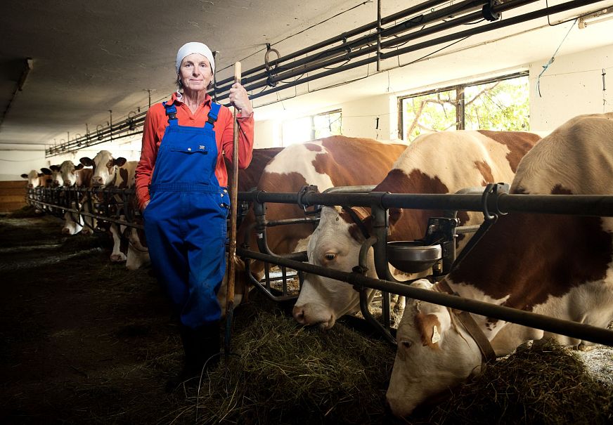 A farmer stands next to cows in a barn, highlighting farm life and livestock care.