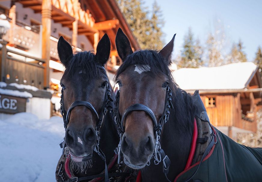 sub1-triendlsaege-im-winter-portrait-pferde-vor-dem-gebaeude-1-2