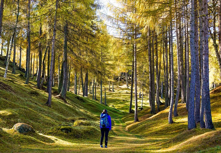 Wanderung im Laerchenwald im Herbst - Reith