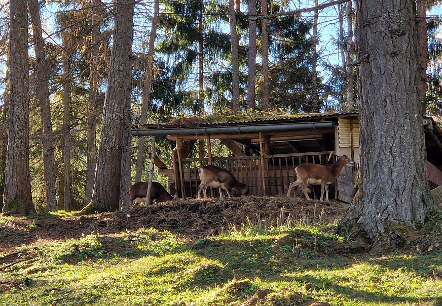 Wildgehege Auland in der Region Seefeld