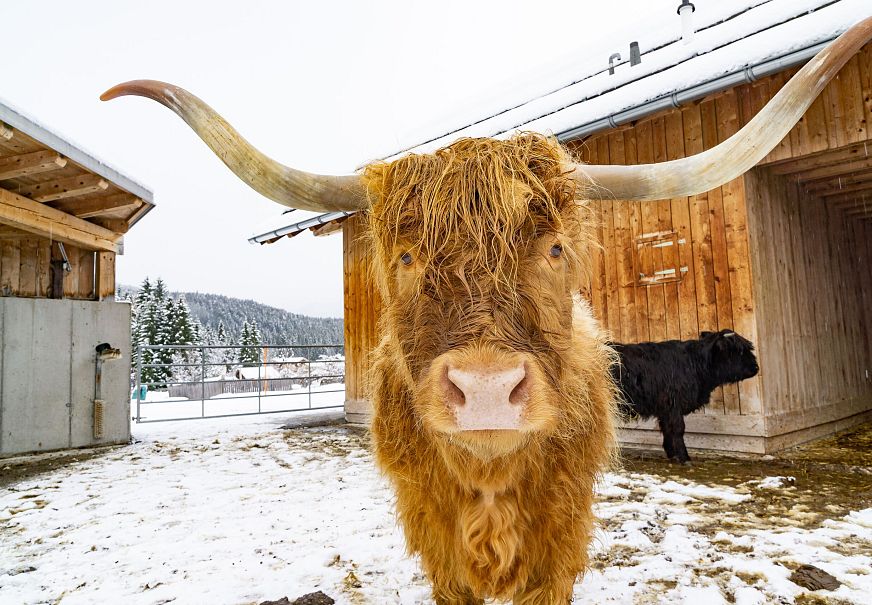 sub1-zottl-am-zottlhof-leutasch-im-winter-4