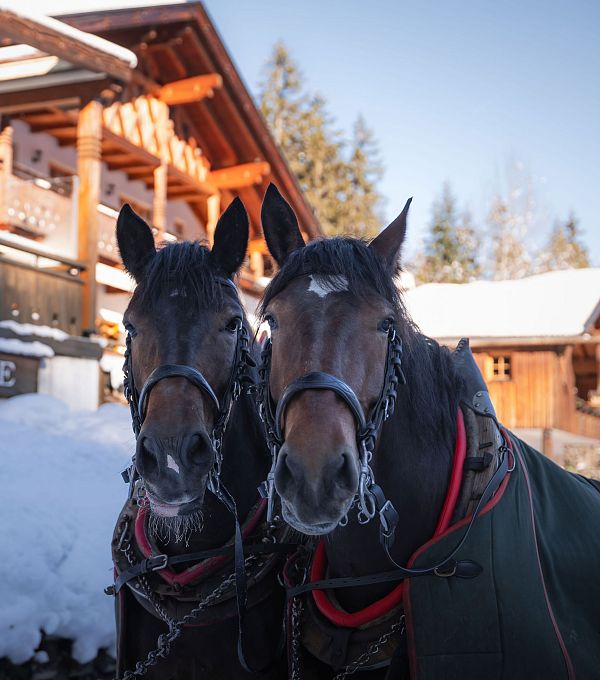 Two horses with harnesses in a snowy setting near wooden buildings.