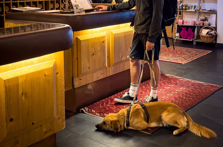 Packliste für einen Hundeurlaub in den Bergen