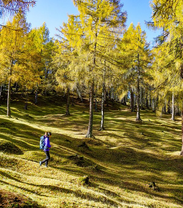 wanderung-im-laerchenwald-im-herbst-auland-reith-1