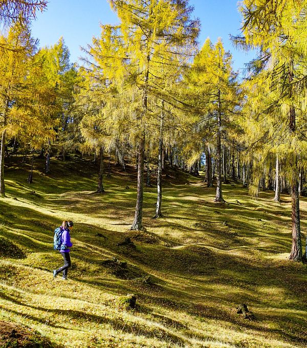 wanderung-im-laerchenwald-im-herbst-auland-reith-3