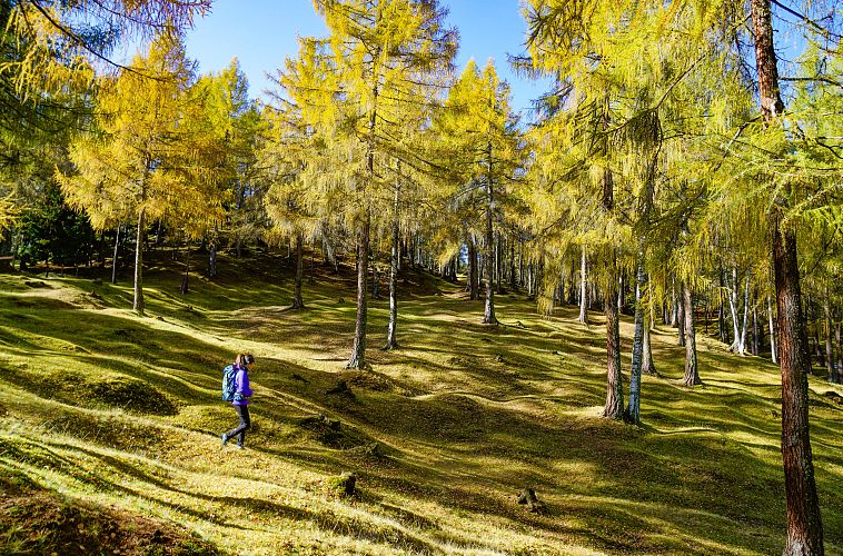 Una persona cammina in un bosco con alberi gialli e un prato verde.