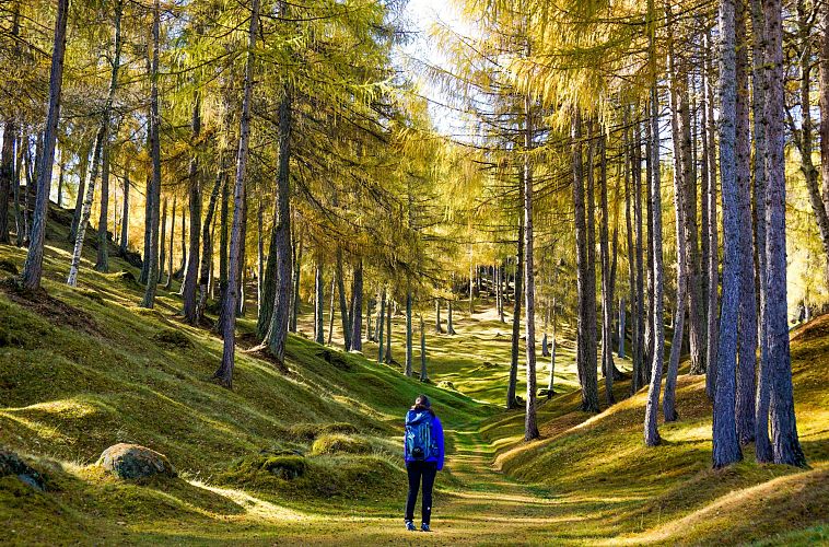 Wanderung im Laerchenwald im Herbst - Reith