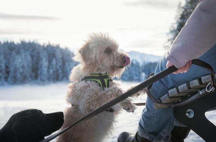 Hund auf einem Schlitten im Schnee, begleitet von einer Person. Winterlandschaft mit schneebedecktem Wald im Hintergrund.