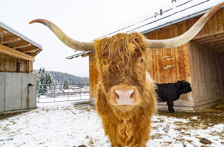 Hochlandrind mit großen Hörnern vor einem Holzstall im Schnee.