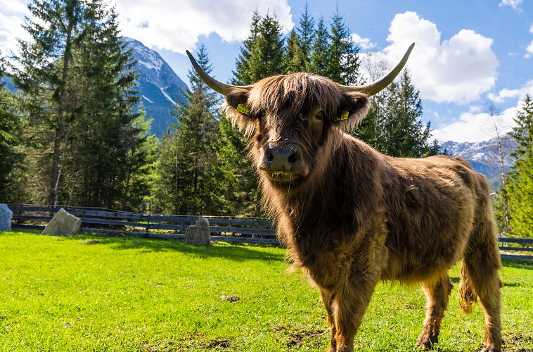 Zottl - Hochlandrind vom Zottlhof Leutasch auf der Weide (2)