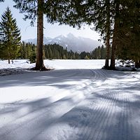 A3 Loipe im Wildmoos im Frühling_1