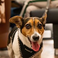 Ein fröhlicher Hund steht in einem gemütlichen Raum.