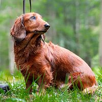 Bergfrühlingstage Leutasch 2025_Bergfrühstück_Wanderung hinauf zum Bichlwald_Hund