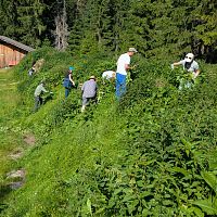 Personen arbeiten auf einer Wiese und schneiden Pflanzen, Holzhaus im Hintergrund.