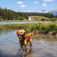 A golden dog wades in shallow water with mountains in the background.