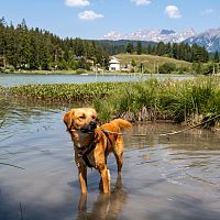 Hund am Wildsee in Seefeld - Sommer