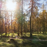 Herbstlicher Waldspaziergang in der Region Seefeld mit Sonnenlicht durch goldene Baumkronen.