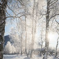 Winterwandern in der Region Seefeld_Schnee fällt von Bäumen beim Wildsee